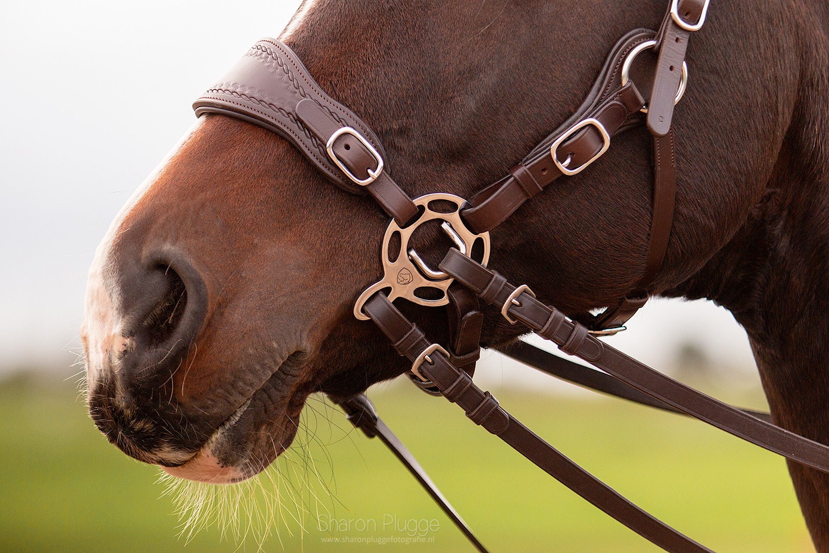 Hackamore bridle Edix© Q-Jazz Anatomical  - 14
