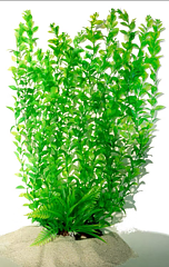 AK - Hygrophila Grön 55cm