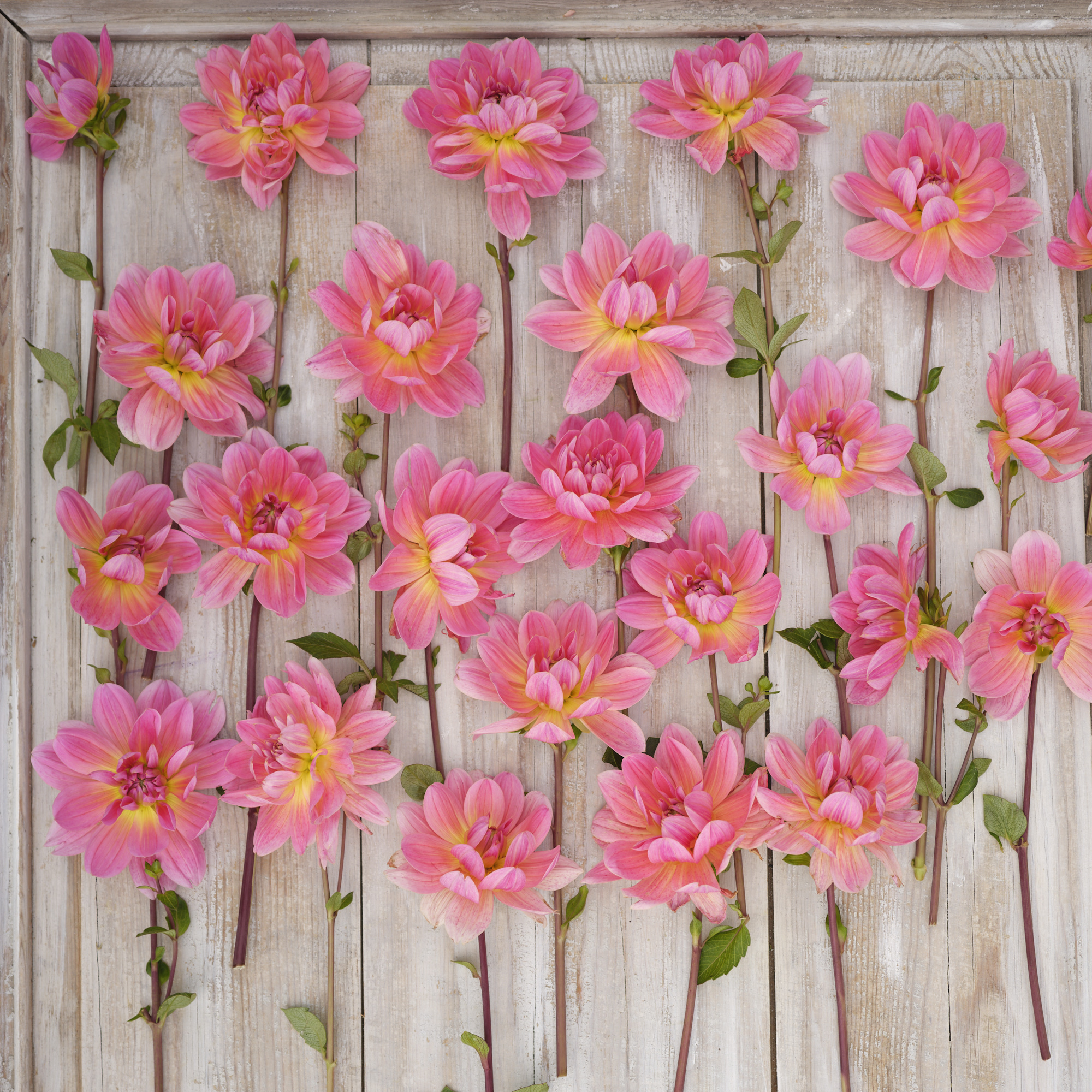 Dahlia knöl Twiggy "Näckrosblommande" Nyhet 2026! x - 5