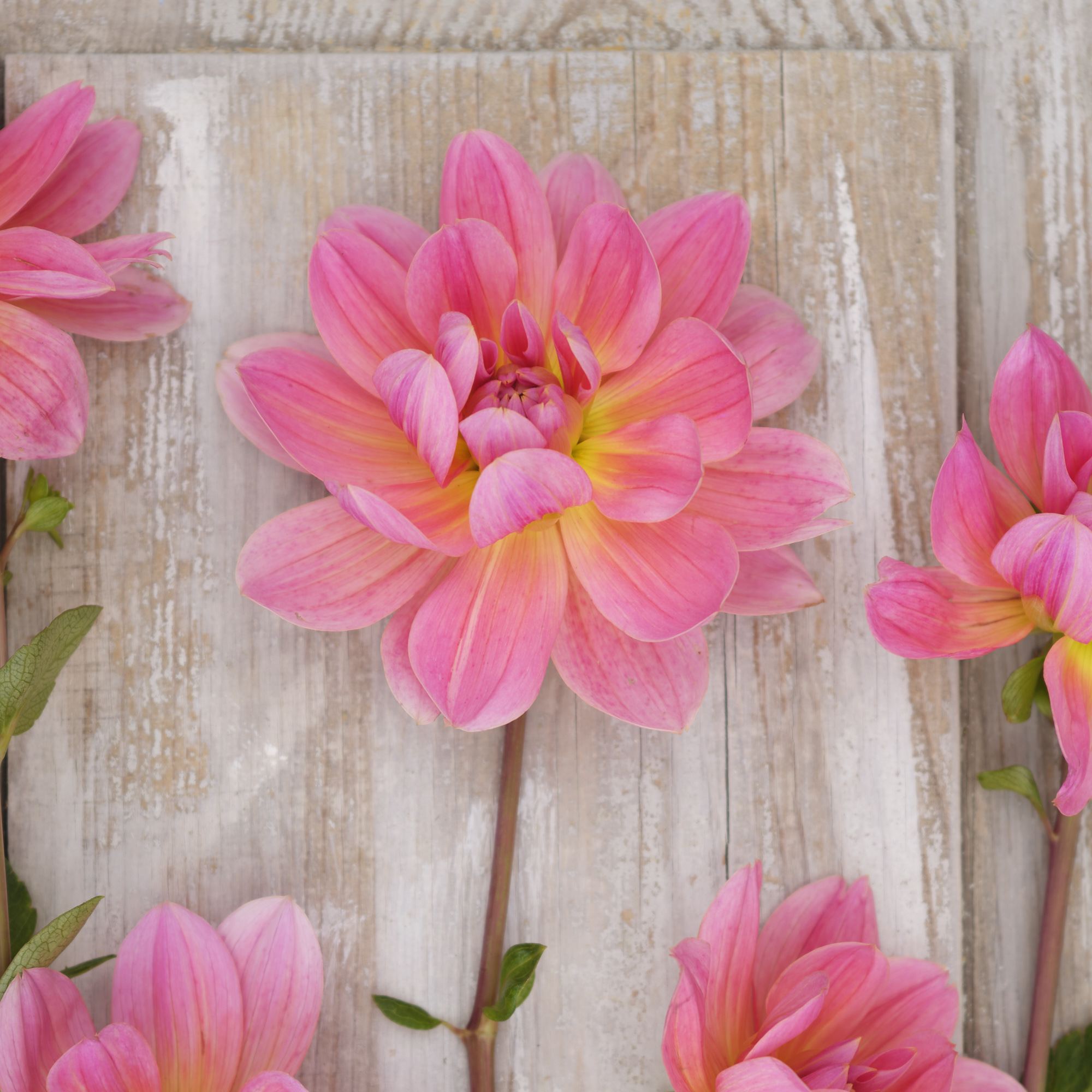 Dahlia knöl Twiggy "Näckrosblommande" Nyhet 2026! x
