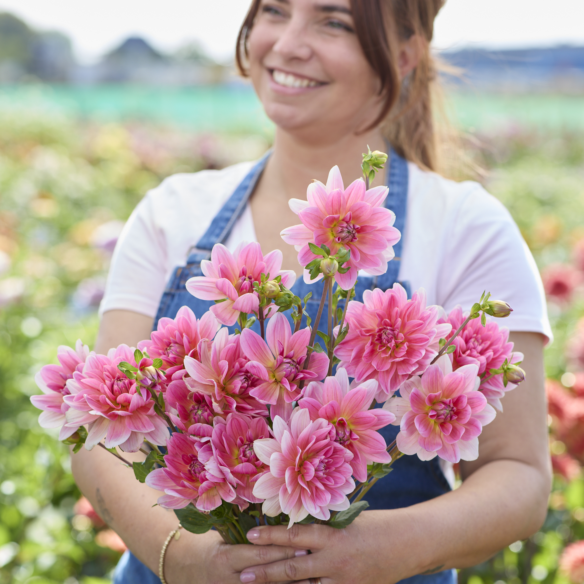 Dahlia knöl Twiggy "Näckrosblommande" Nyhet 2026! x - 4