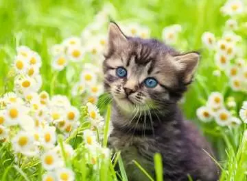 Kitten In The Meadow 500 Bitar Ravensburger