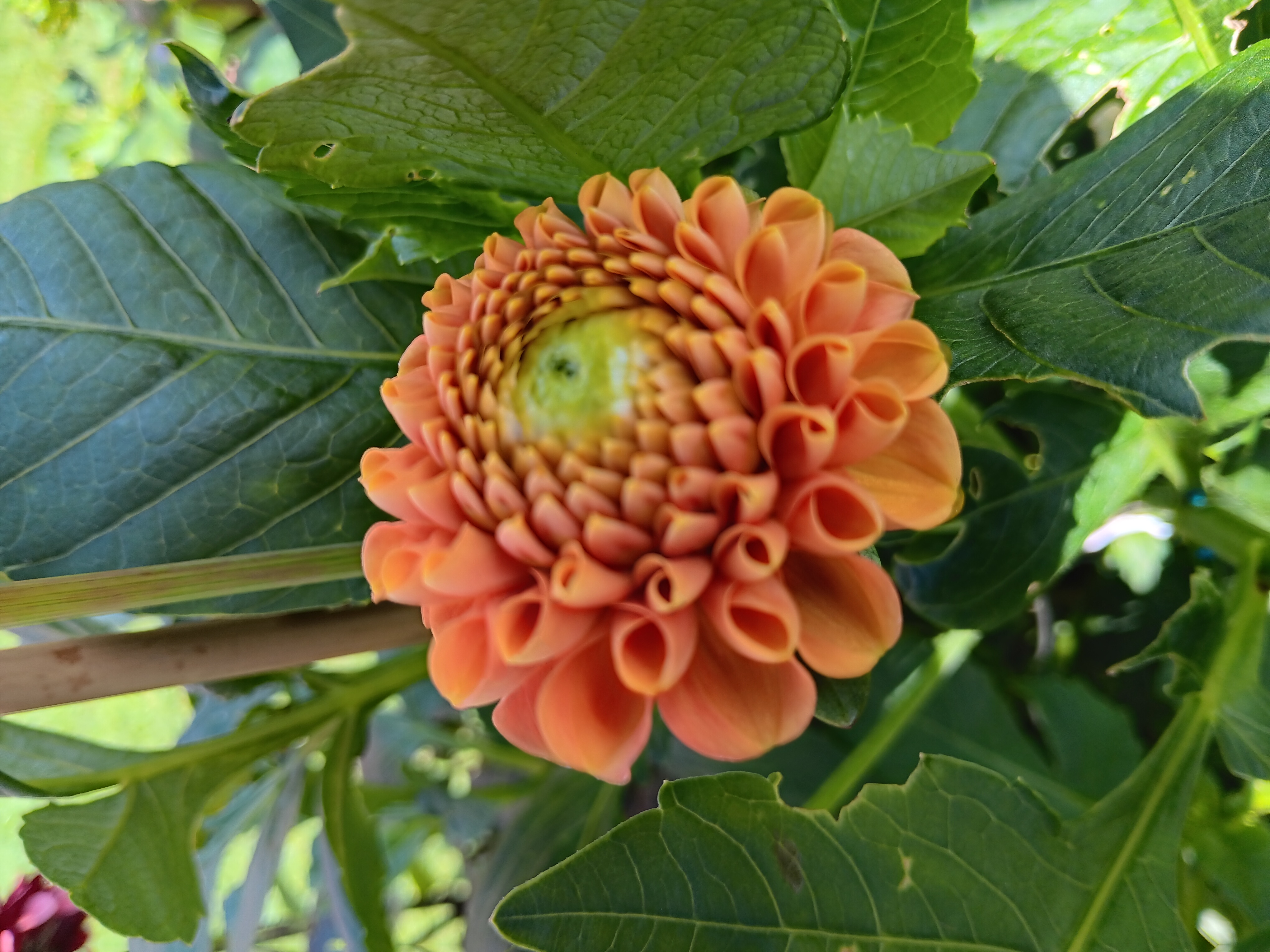Dahlia   ChickenlegsHapet Goldnugget"Pompon"   - 2