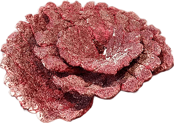 Real reef Rock - Plates coral