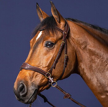 DYON D MOTION BRIDLE DY