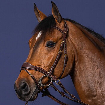 DYON D MOTION BRIDLE DY