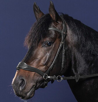 DYON D MOTION BRIDLE NE