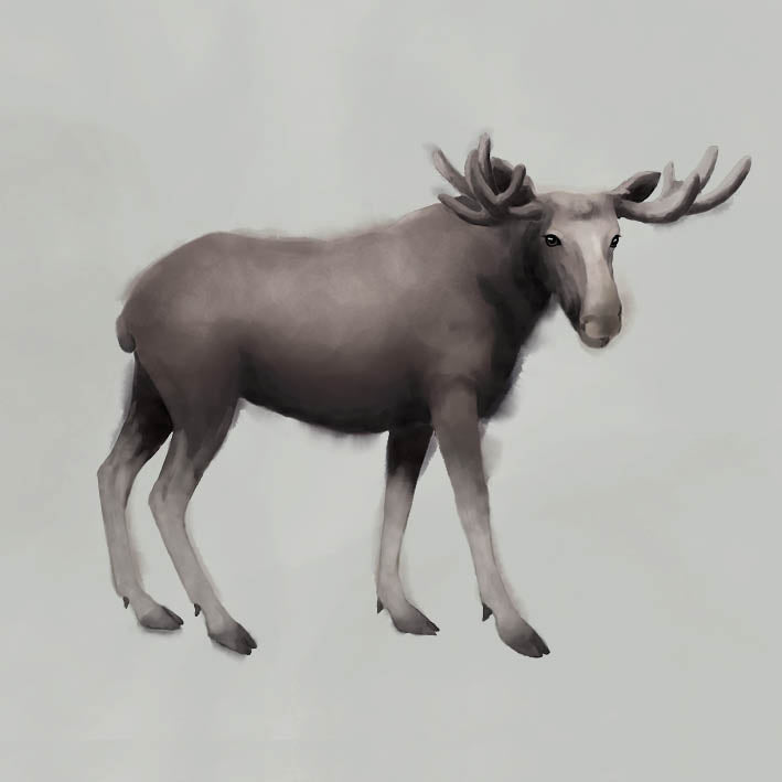 Card, the Moose - Kunskapstavlan