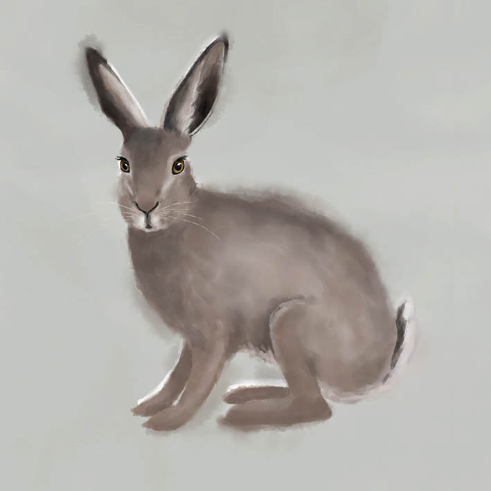 Cards, the Rabbit - Kunskapstavlan