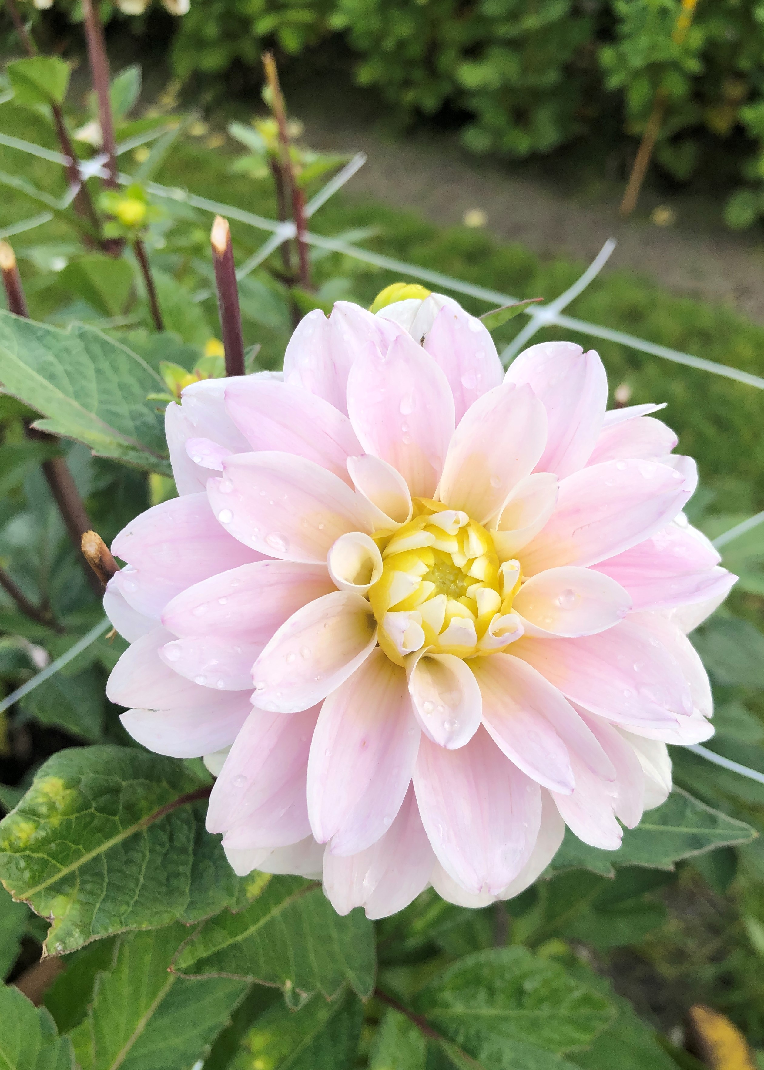 Dahlia Cayen  Dekorativ småblommande  