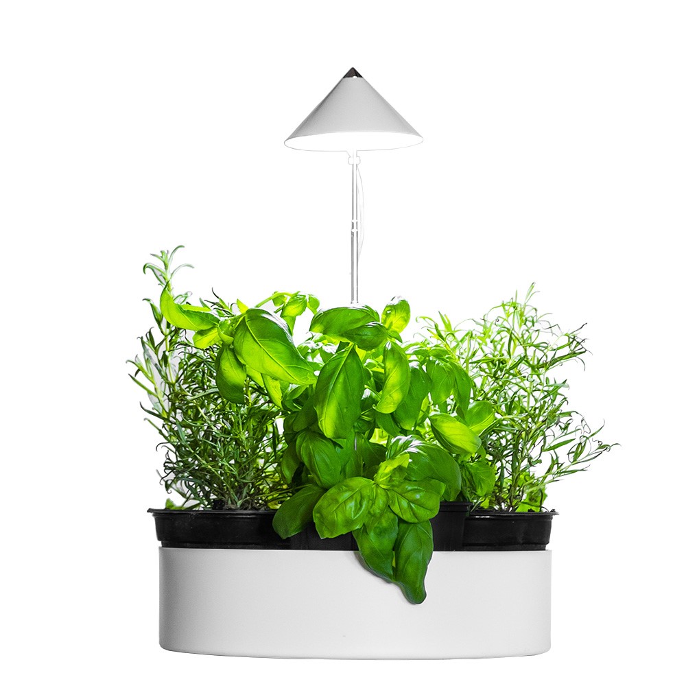 miniHERB L-310mm - 2