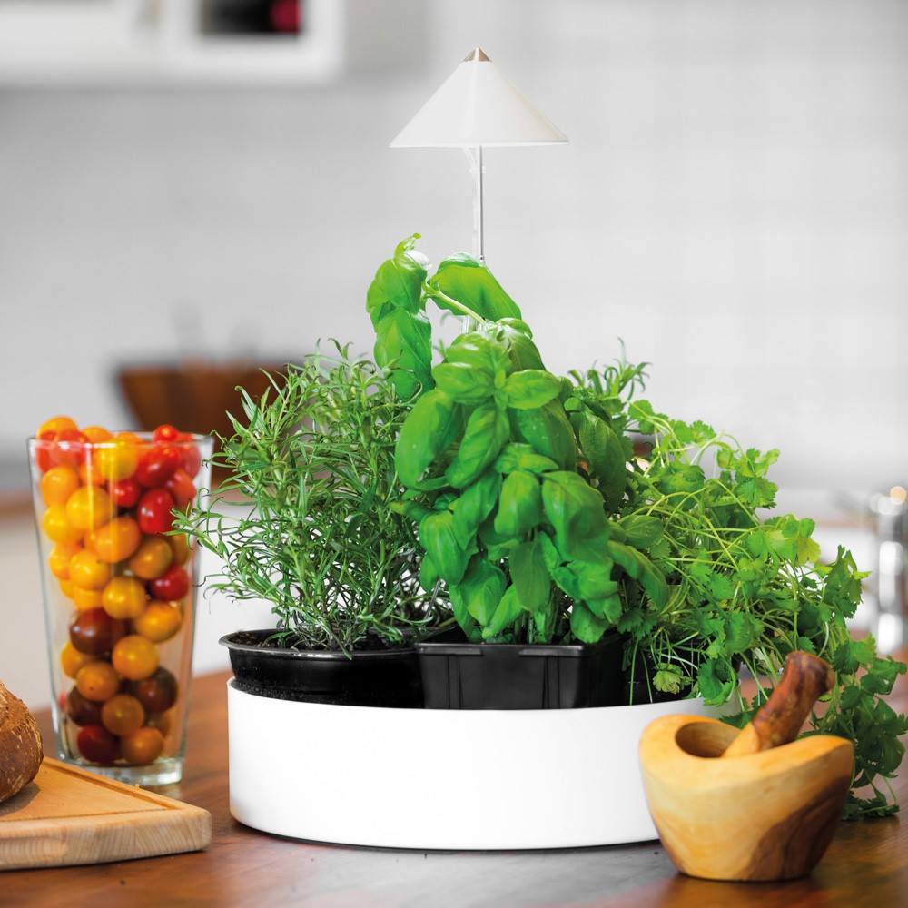 miniHERB L-310mm