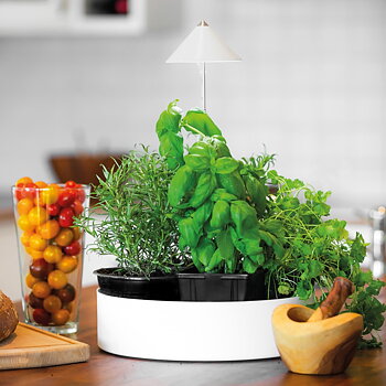 miniHERB L-310mm