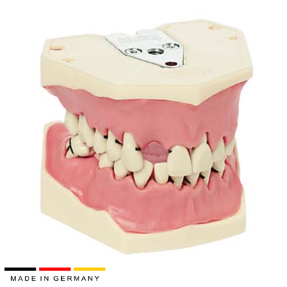 Frasaco® Modell Gingiva Parod 