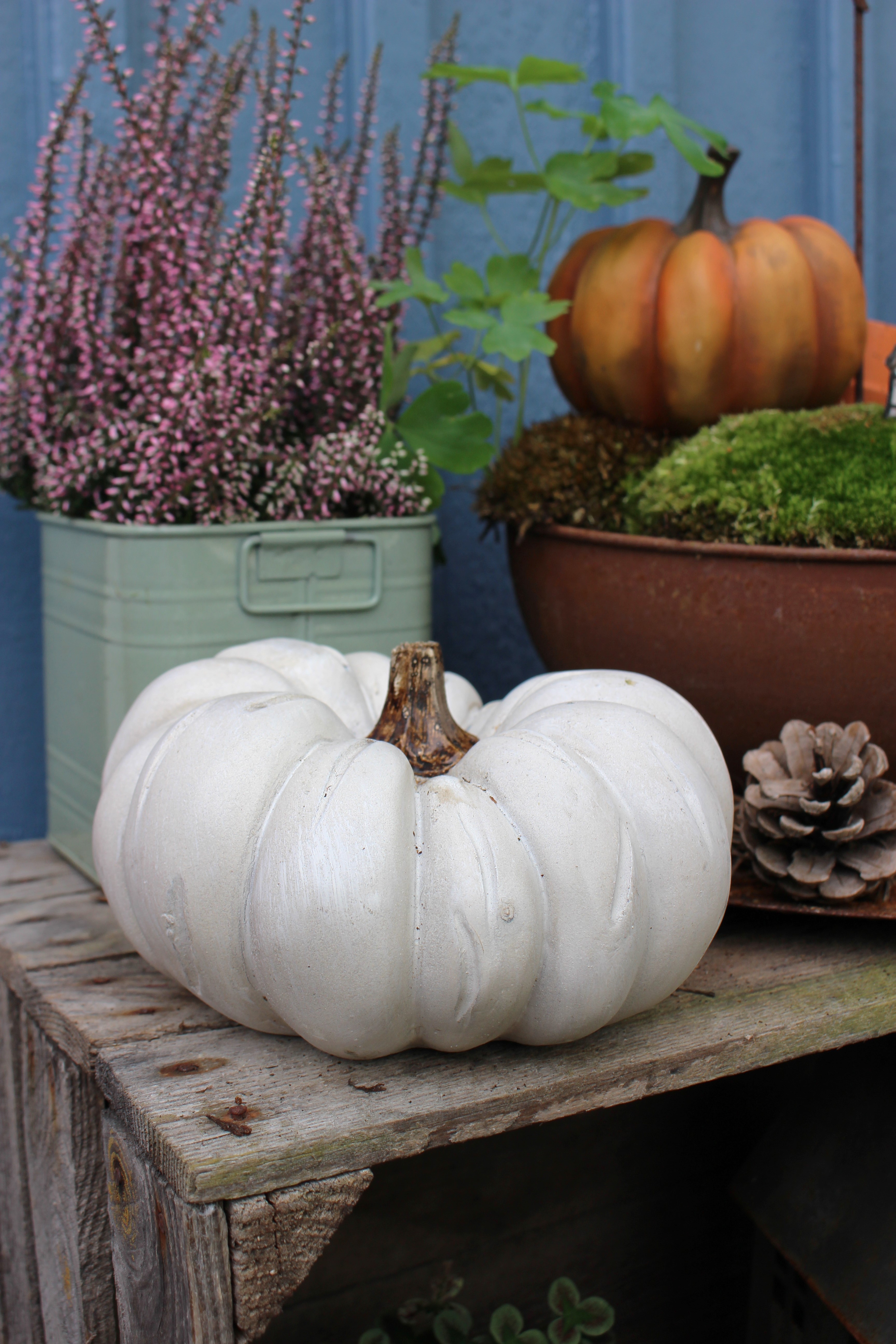 Pumpa, vit