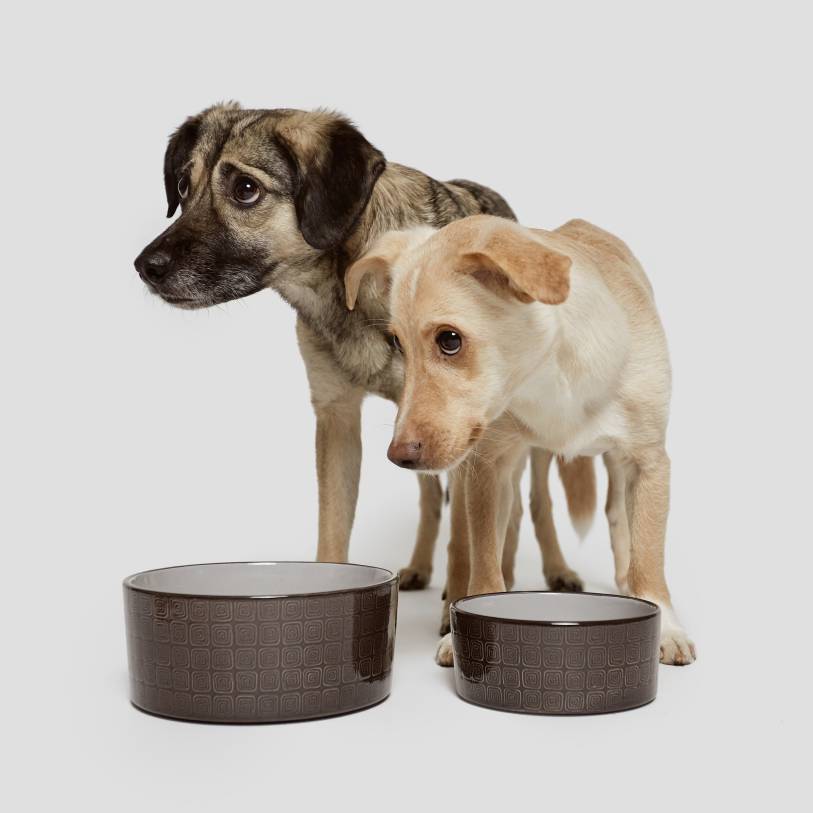 Cloud7 Dog bowl Ferran Mocca - 2