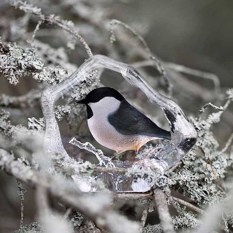 Mats Jonasson Wildlife Painted Marsh Tit - 2