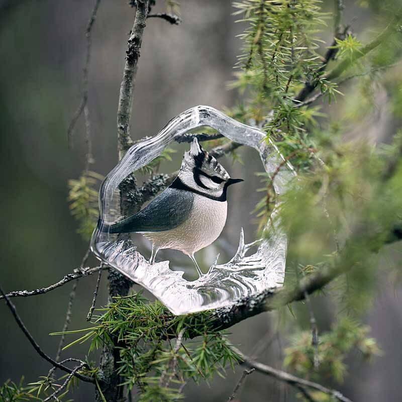 Mats Jonasson Wildlife Painted Crested Tit - 2