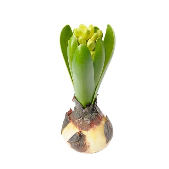 Hyacint - 15 cm - 4