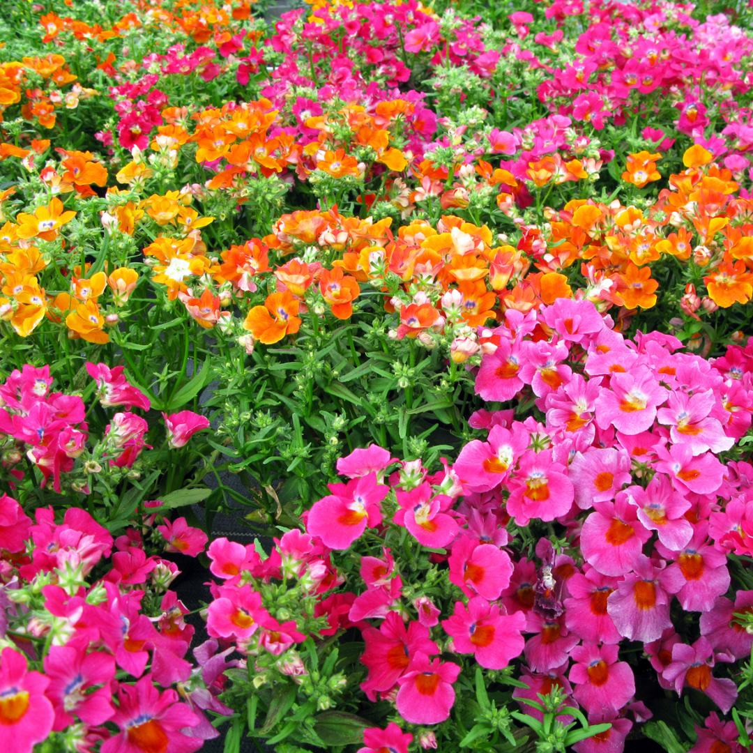 Nemsia - Triumph Mix - Kultursort