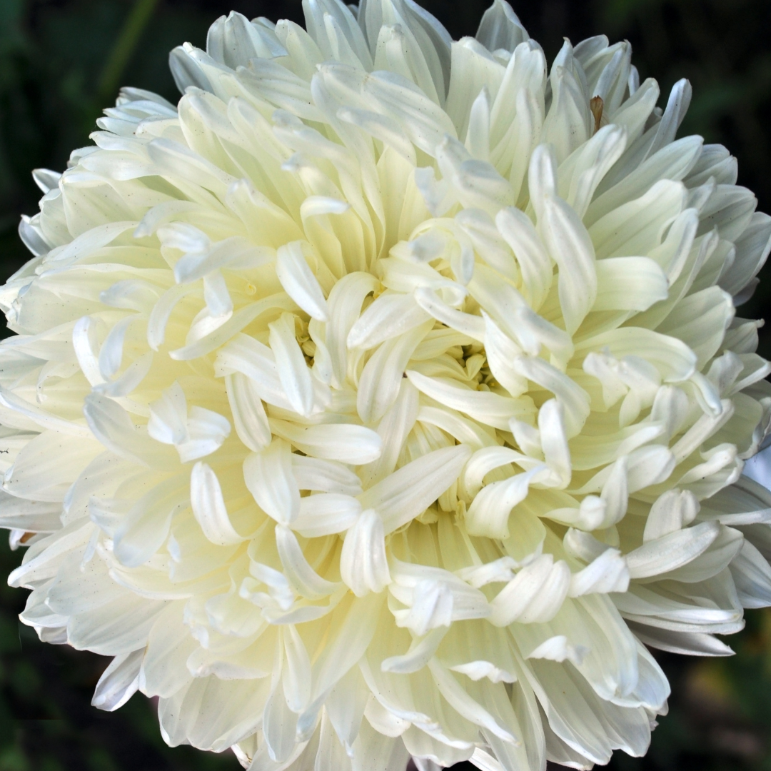 Sommaraster - Tall Duchesse White