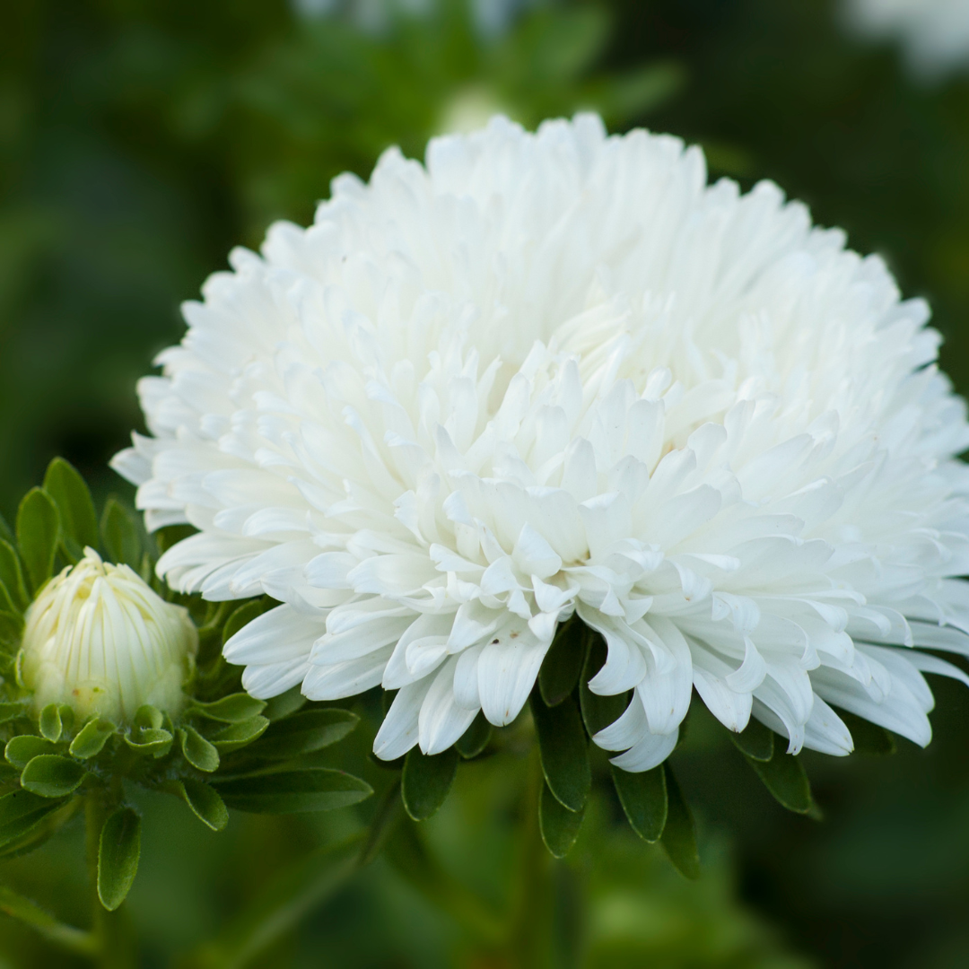 Sommaraster - Tall Duchesse White