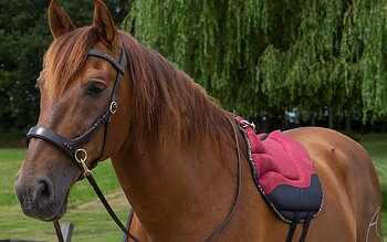 F.R.A® Dardo bareback saddle / ride pad 'Basic', full, bordeaux