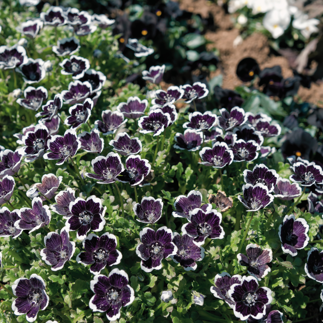 Prins Gustafs Öga - Black And White