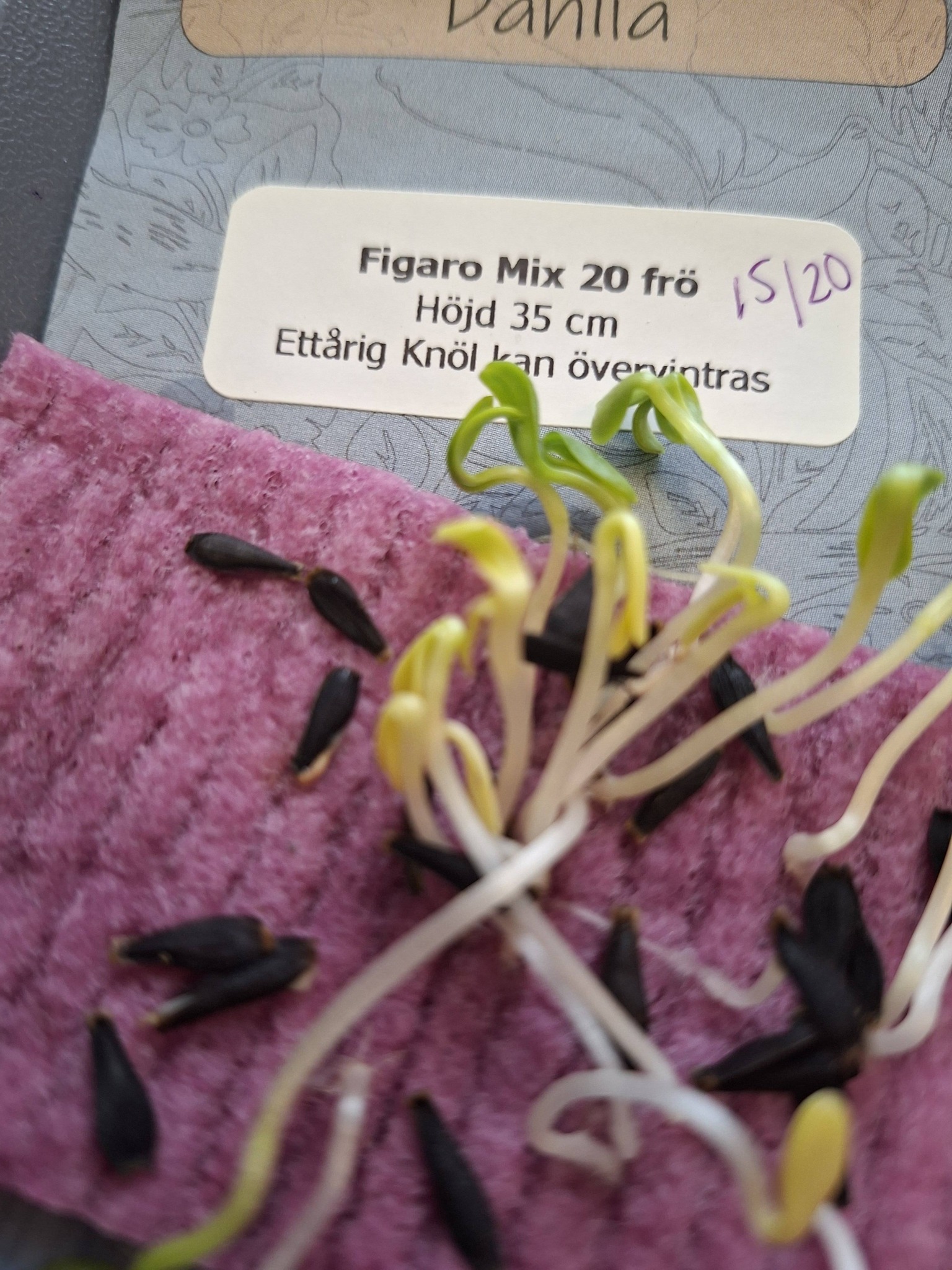 Dahlia F1 Figaro Mix 20 frö,får knölar som kan övervintras - 2