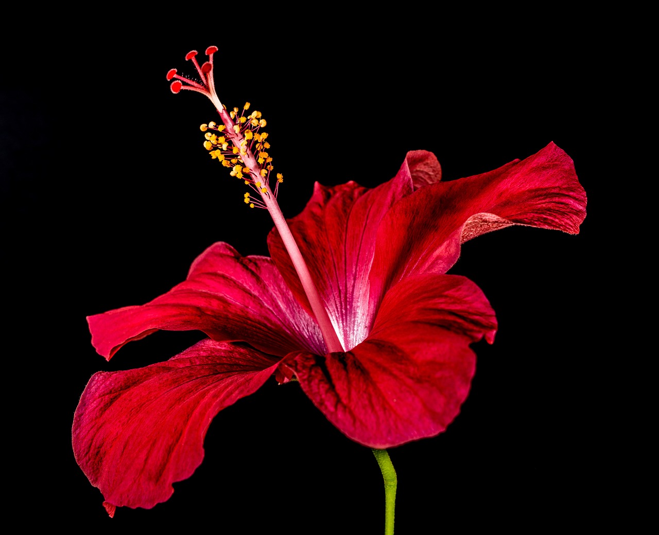 Torkade Hibiskusblommor 50g  - 3