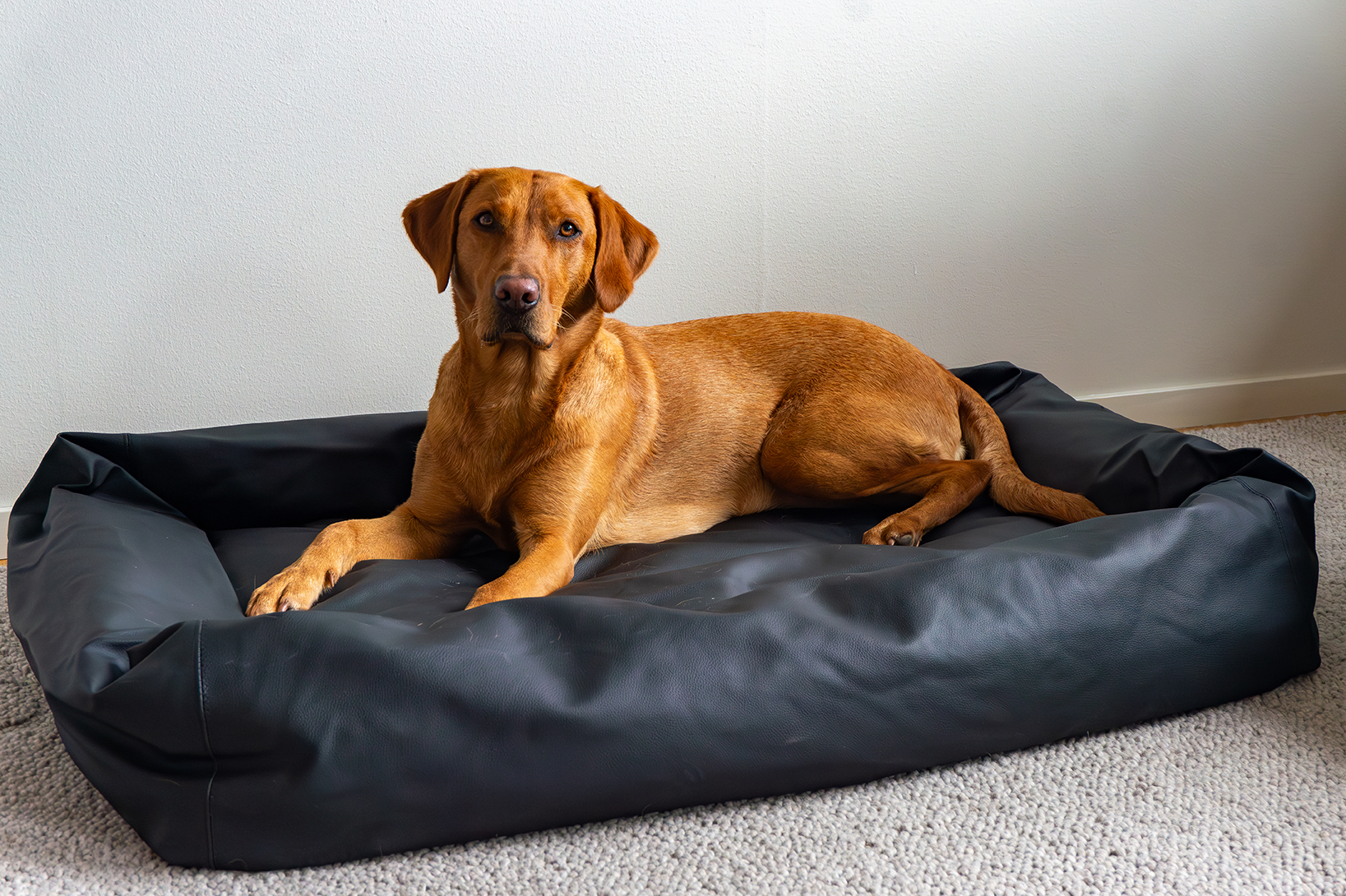 Lounge-säng från Active Canis 70X85cm