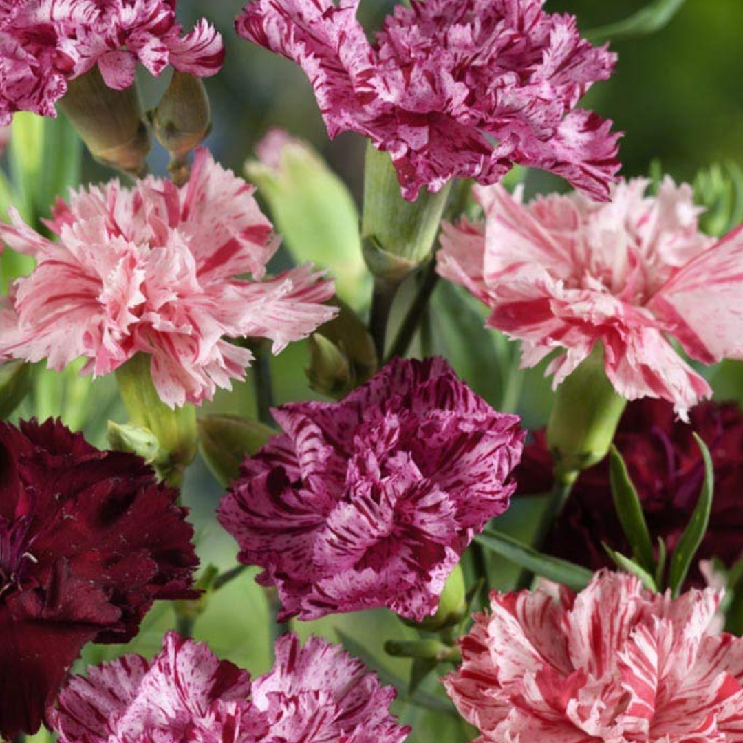 Trädgårdsnejlika - Chabaud Picotee Fantasy