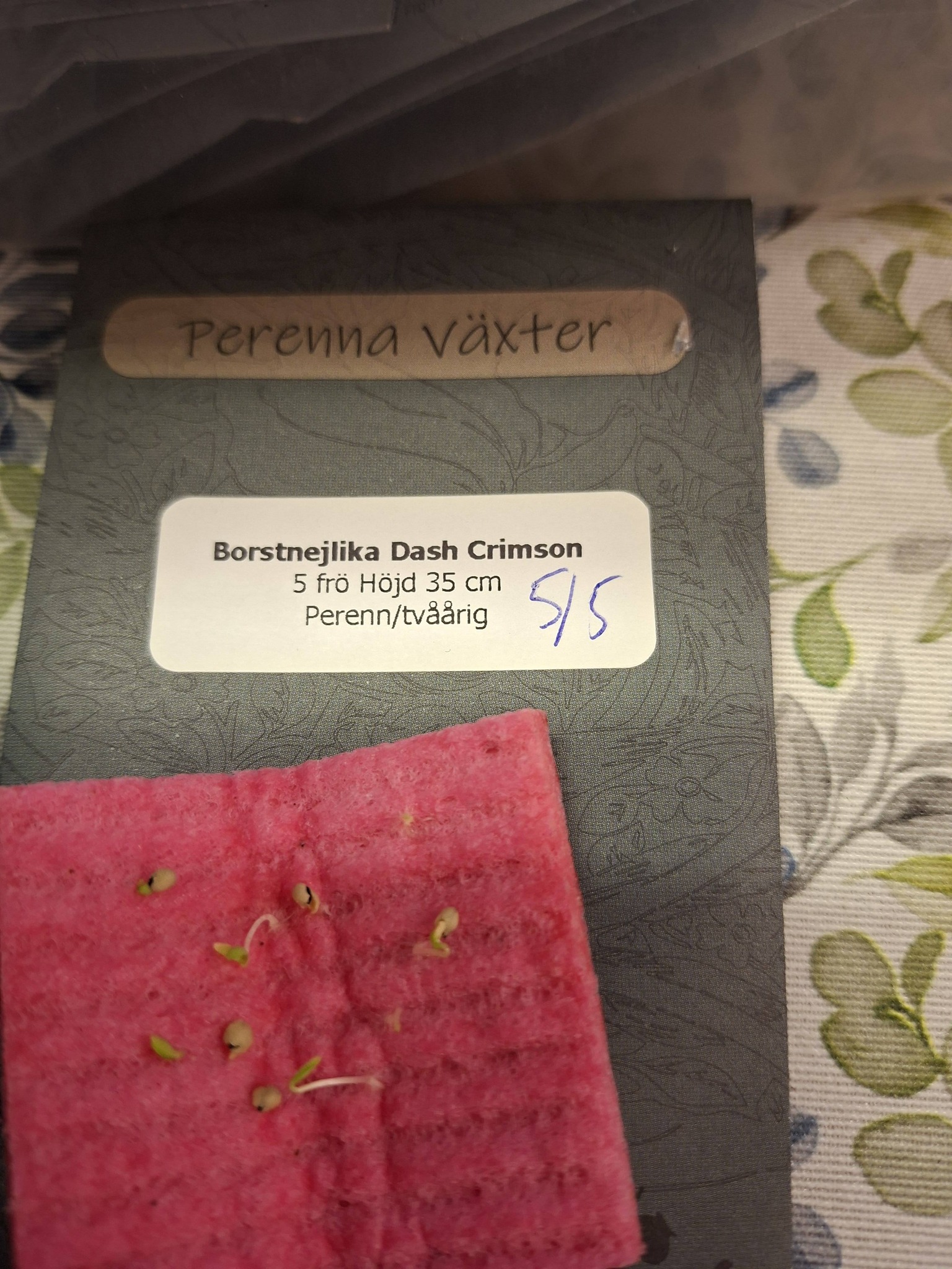 Borstnejlika Dash Crimson 5 frö - 2