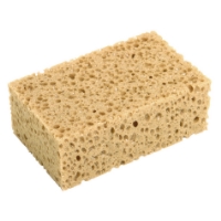 Proffssvamp Grovporig Tebo