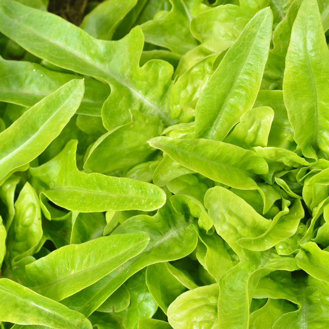 Bataviasallat - Catalogna - Plocksallat