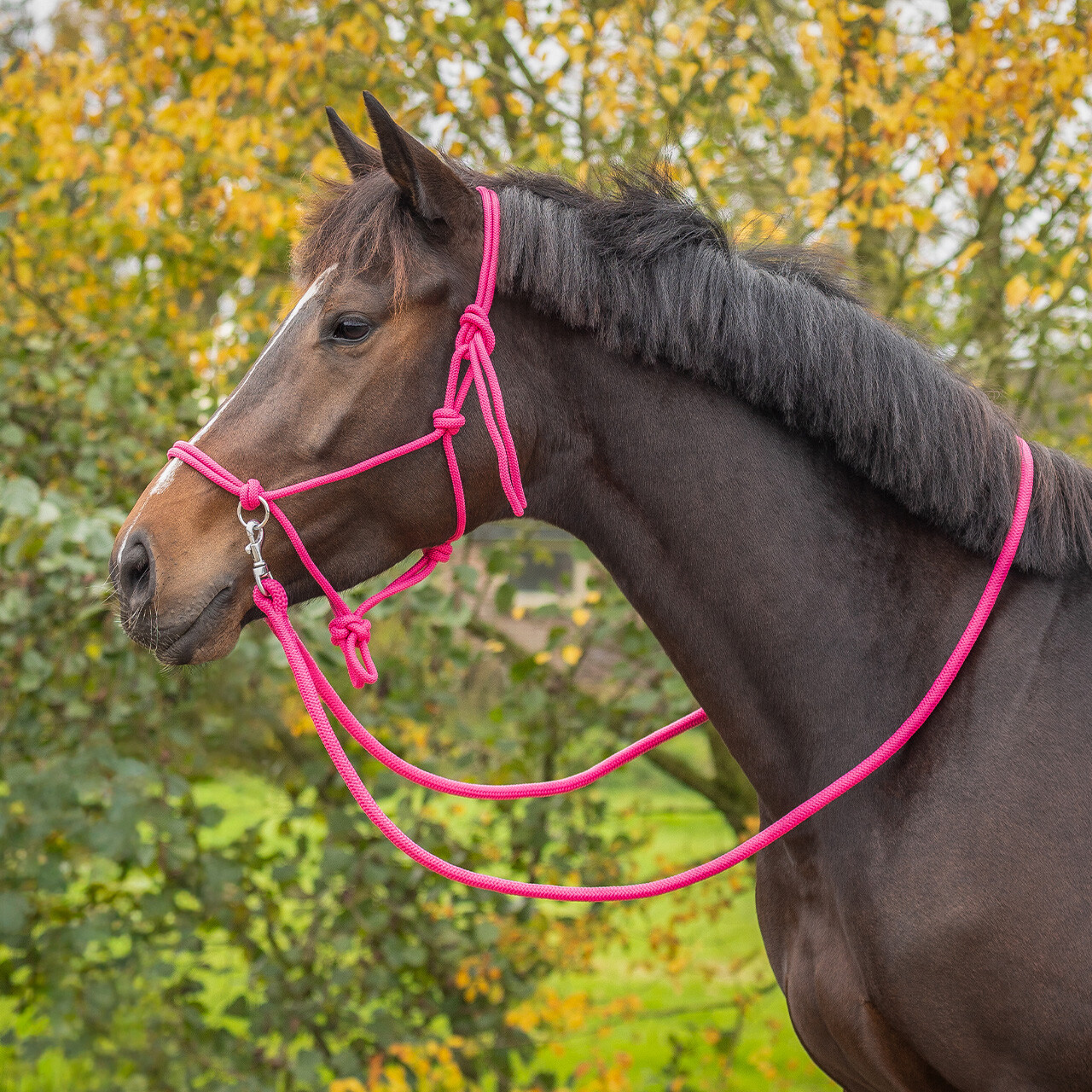 Rope halter for riding QHP, with reins, fuchsia pink