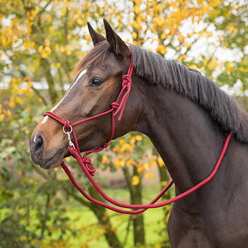 Ridrepgrimma med tyglar QHP, burgundy