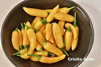 Criolla Sella