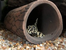 Pleco Cave small  12,0 x 4,0 x 3,0 cm - 3