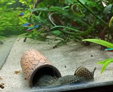 Pleco Cave small  12,0 x 4,0 x 3,0 cm - 2
