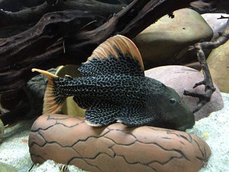 Pleco Cave  Large 19,5 x 6,0 cm - 3