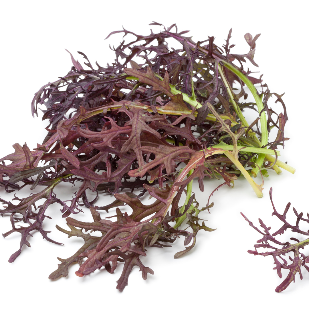 Microgreen - Mizuna - 3