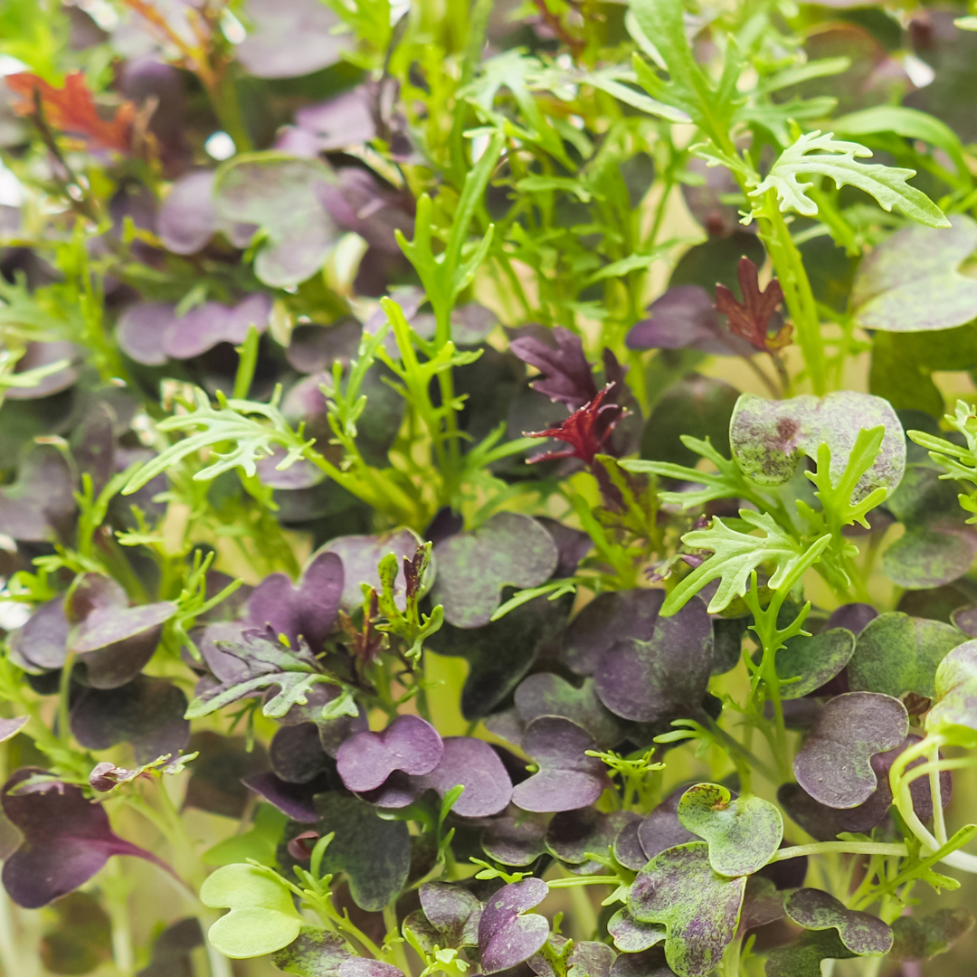 Microgreen - Mizuna