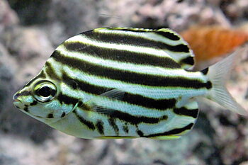 Microcanthus strigatus