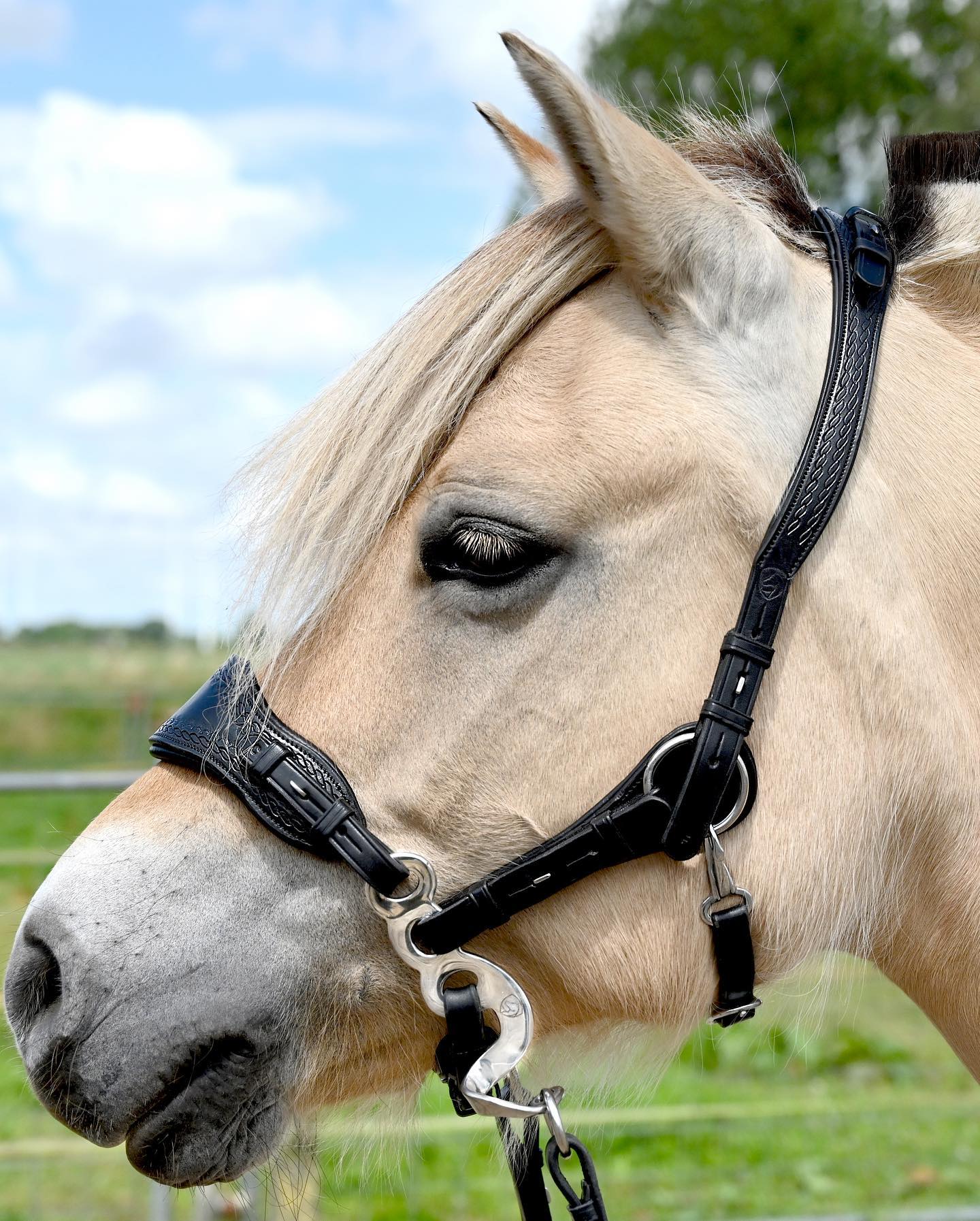 Hackamore Edix© Q-Classic - shanks silver - 14