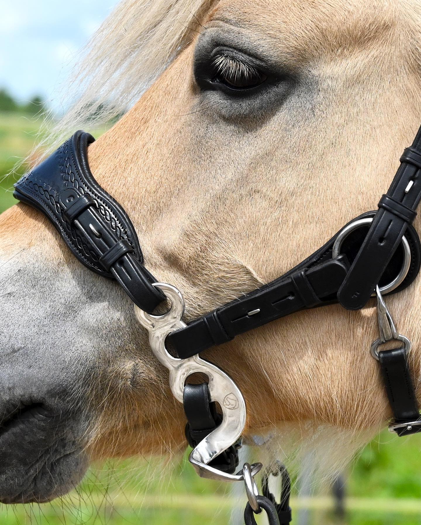 Hackamore Edix© Q-Classic - shanks silver - 13