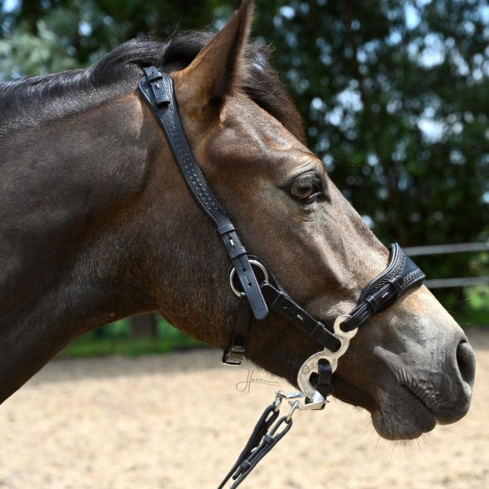 Hackamore Edix© Q-Classic - shanks silver - 11