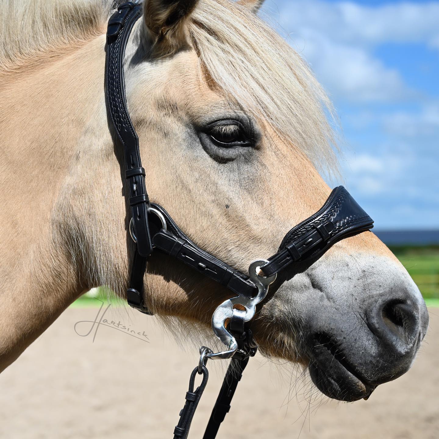 Hackamore Edix© Q-Classic - shanks silver - 2