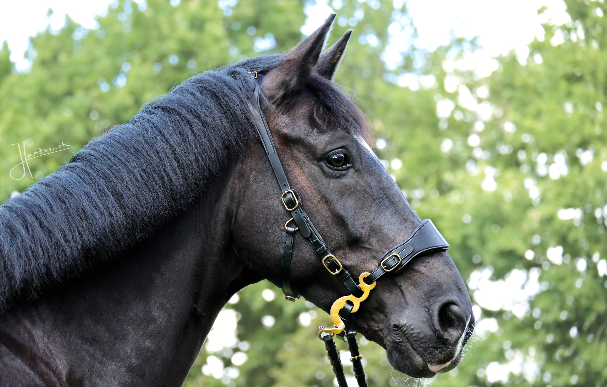 Hackamore Edix© Q-Classic - shanks silver - 6