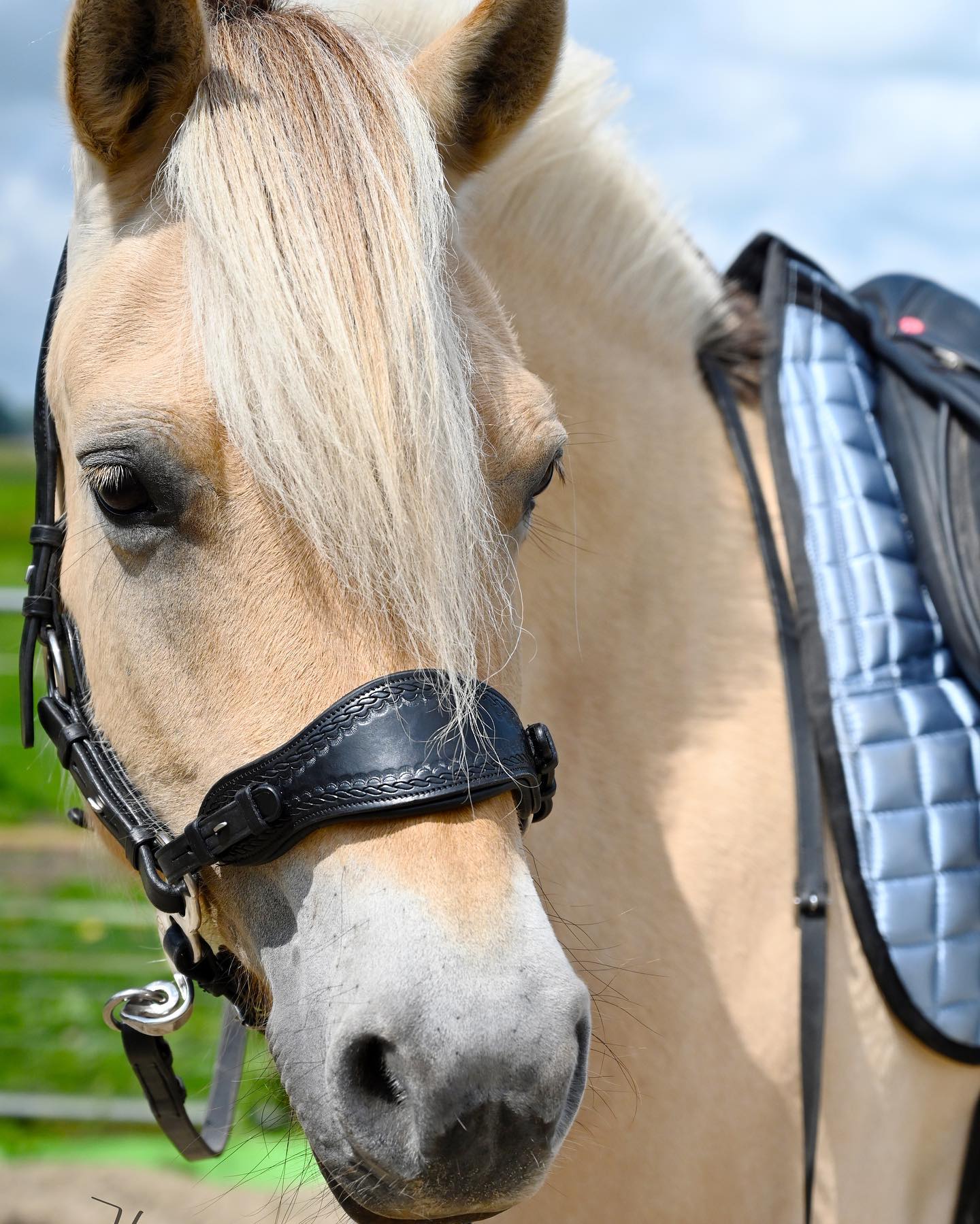 Hackamore Edix© Q-Classic - shanks gold - 14
